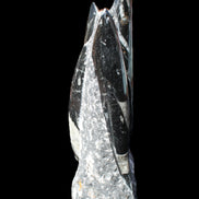 Orthoceras sculpture tower from Morocco 198*95mm 1582g in sunlight - Rocks and Things Store