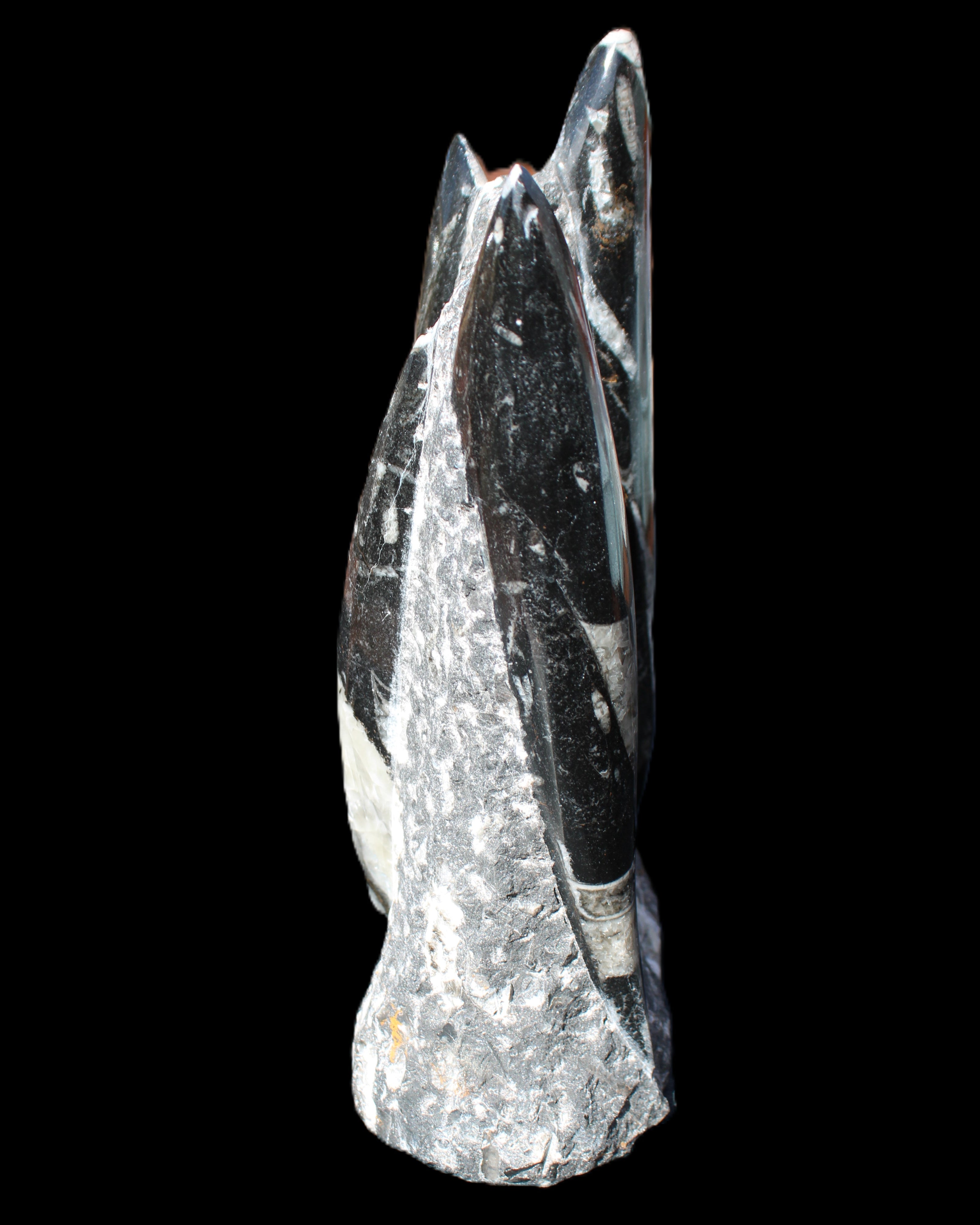 Orthoceras sculpture tower from Morocco 198*95mm 1582g in sunlight - Rocks and Things Store