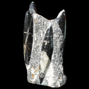 Orthoceras sculpture tower from Morocco 198*95mm 1582g in sunlight - Rocks and Things Store