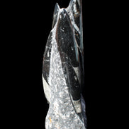 Orthoceras sculpture tower from Morocco 198*95mm 1582g in sunlight - Rocks and Things Store