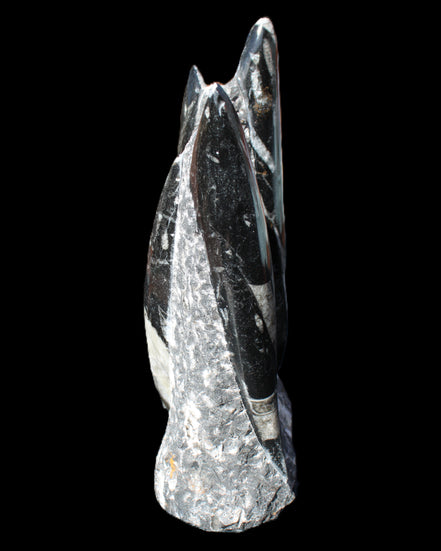 Orthoceras sculpture tower from Morocco 198*95mm 1582g in sunlight - Rocks and Things Store