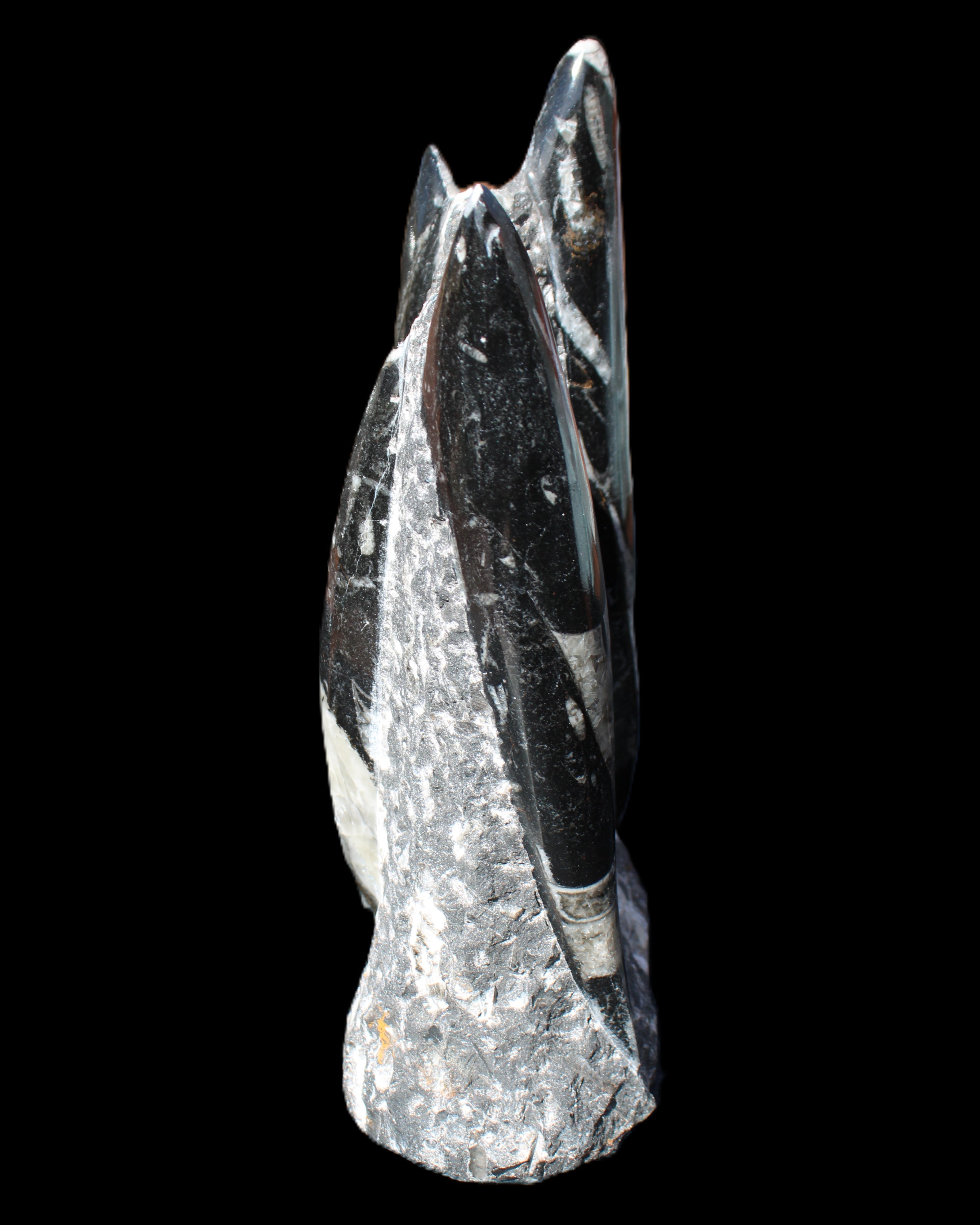 Orthoceras sculpture tower from Morocco 198*95mm 1582g in sunlight - Rocks and Things Store
