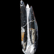 Orthoceras sculpture tower from Morocco 198*95mm 1582g in sunlight - Rocks and Things Store