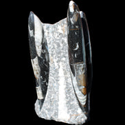 Orthoceras sculpture tower from Morocco 198*95mm 1582g in sunlight - Rocks and Things Store
