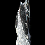 Orthoceras sculpture tower from Morocco 198*95mm 1582g in sunlight - Rocks and Things Store