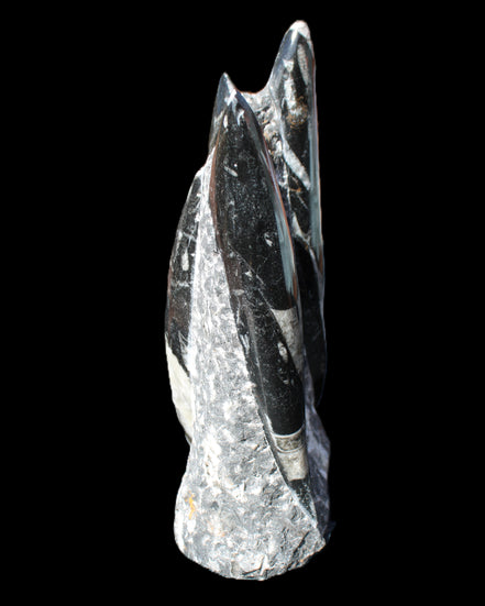 Orthoceras sculpture tower from Morocco 198*95mm 1582g in sunlight - Rocks and Things Store