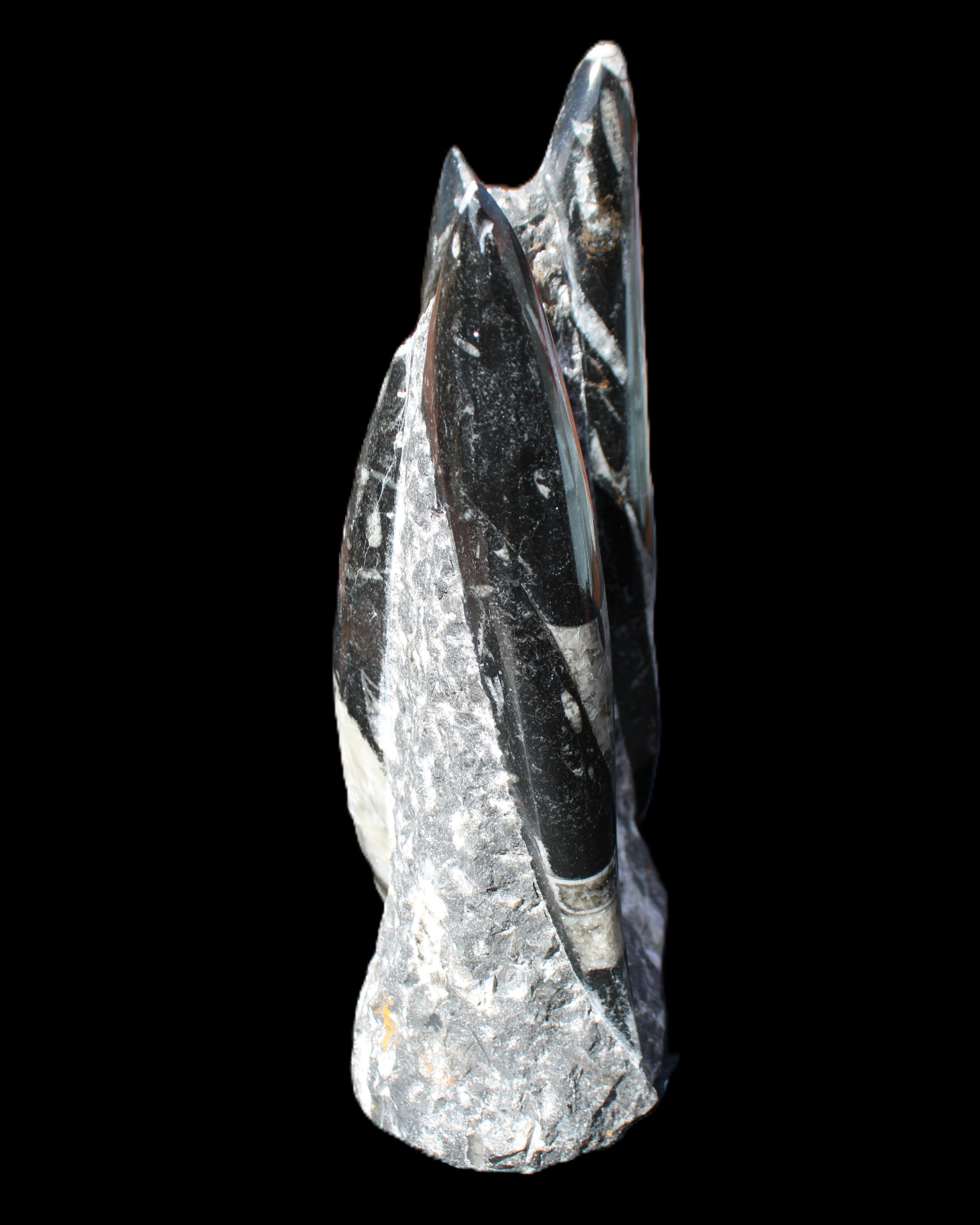 Orthoceras sculpture tower from Morocco 198*95mm 1582g in sunlight - Rocks and Things Store