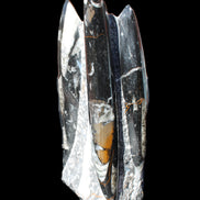 Orthoceras sculpture tower from Morocco 198*95mm 1582g in sunlight - Rocks and Things Store