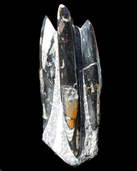 Orthoceras sculpture tower from Morocco 198*95mm 1582g in sunlight - Rocks and Things Store