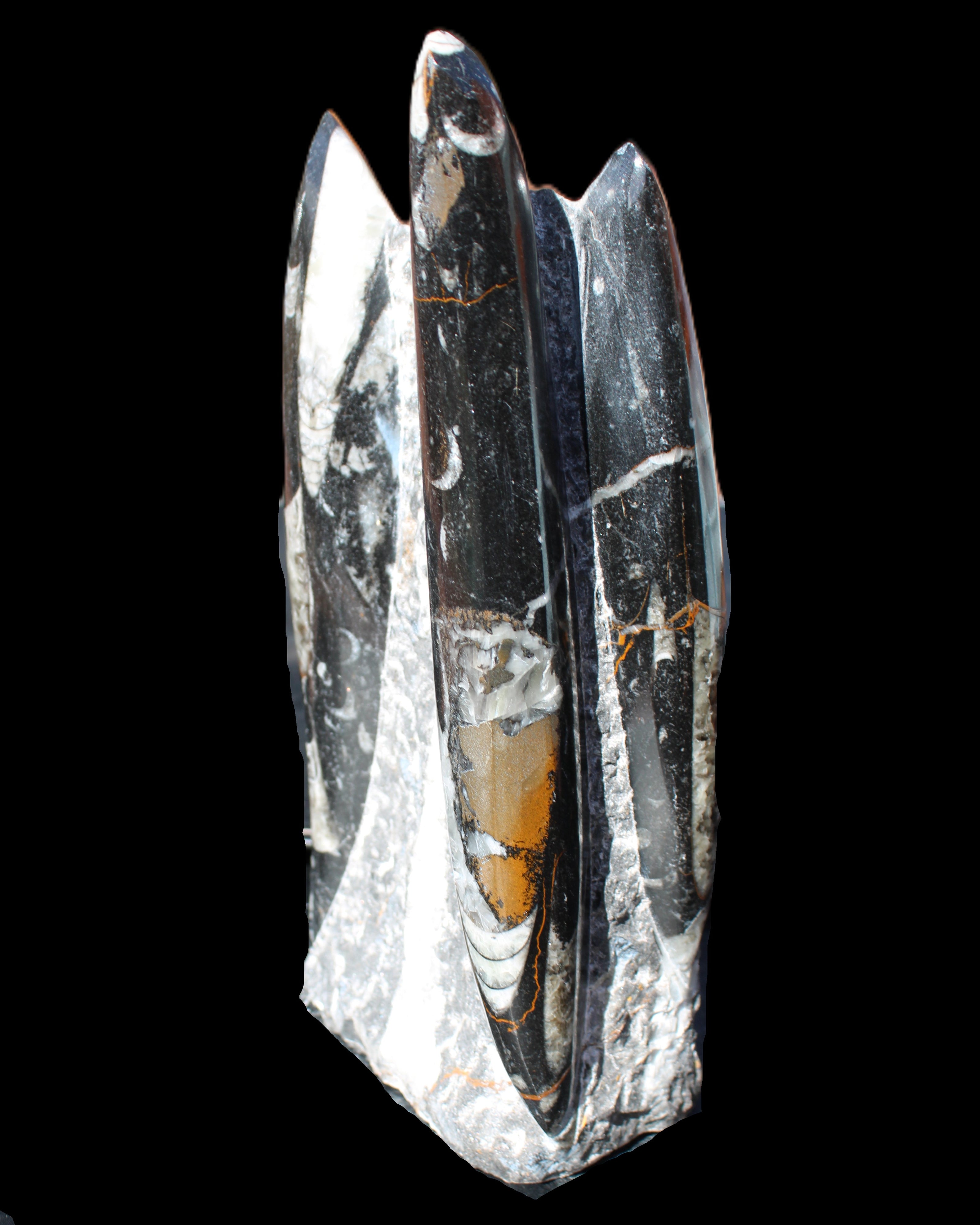 Orthoceras sculpture tower from Morocco 198*95mm 1582g in sunlight - Rocks and Things Store
