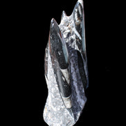 Orthoceras sculpture tower from Morocco 198*95mm 1582g in sunlight - Rocks and Things Store