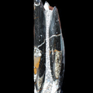 Orthoceras sculpture tower from Morocco 198*95mm 1582g in sunlight - Rocks and Things Store