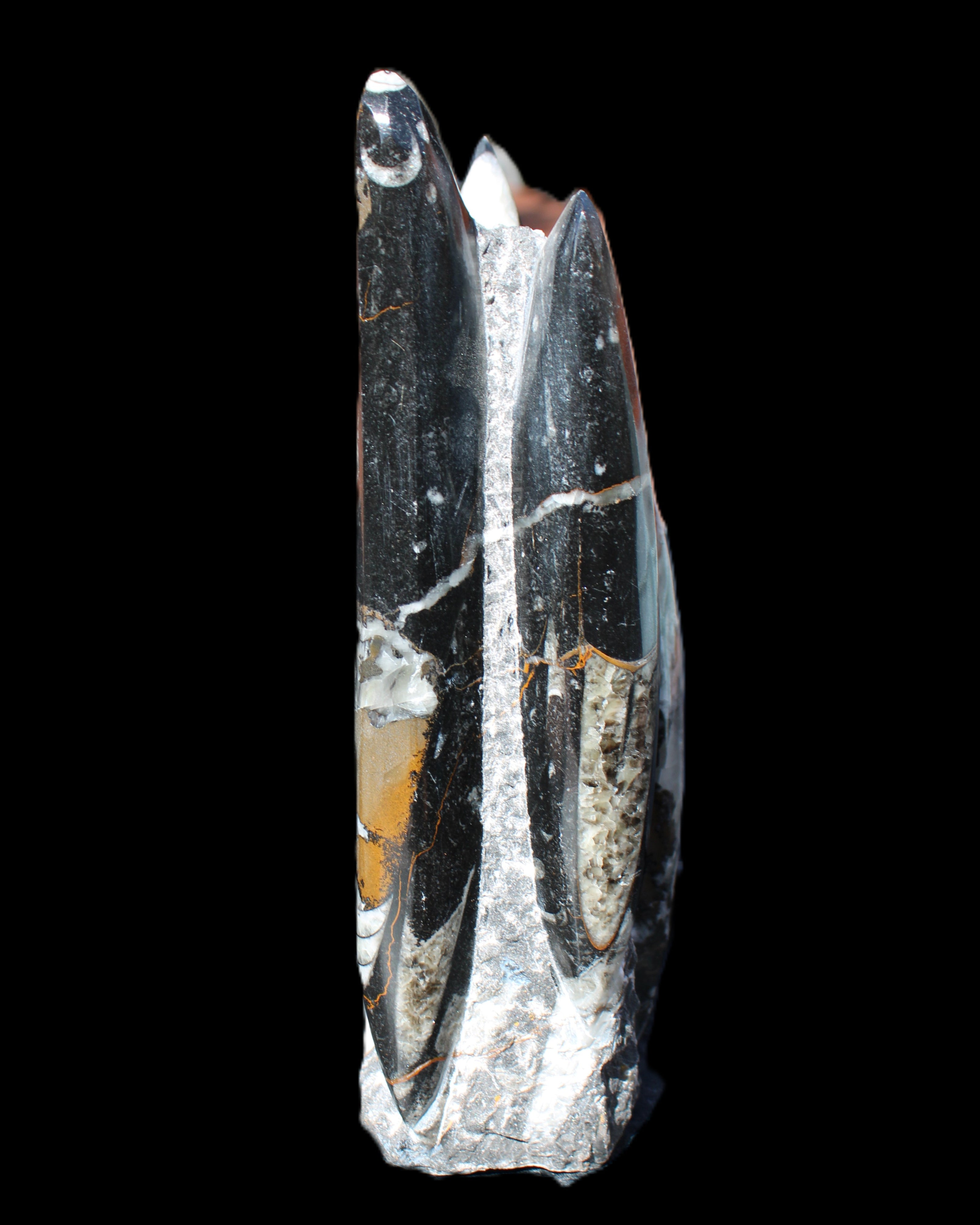 Orthoceras sculpture tower from Morocco 198*95mm 1582g in sunlight - Rocks and Things Store