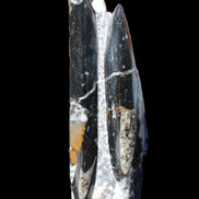 Orthoceras sculpture tower from Morocco 198*95mm 1582g in sunlight - Rocks and Things Store