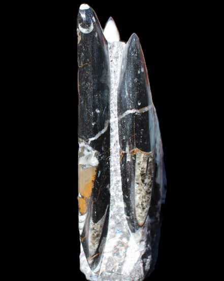 Orthoceras sculpture tower from Morocco 198*95mm 1582g in sunlight - Rocks and Things Store