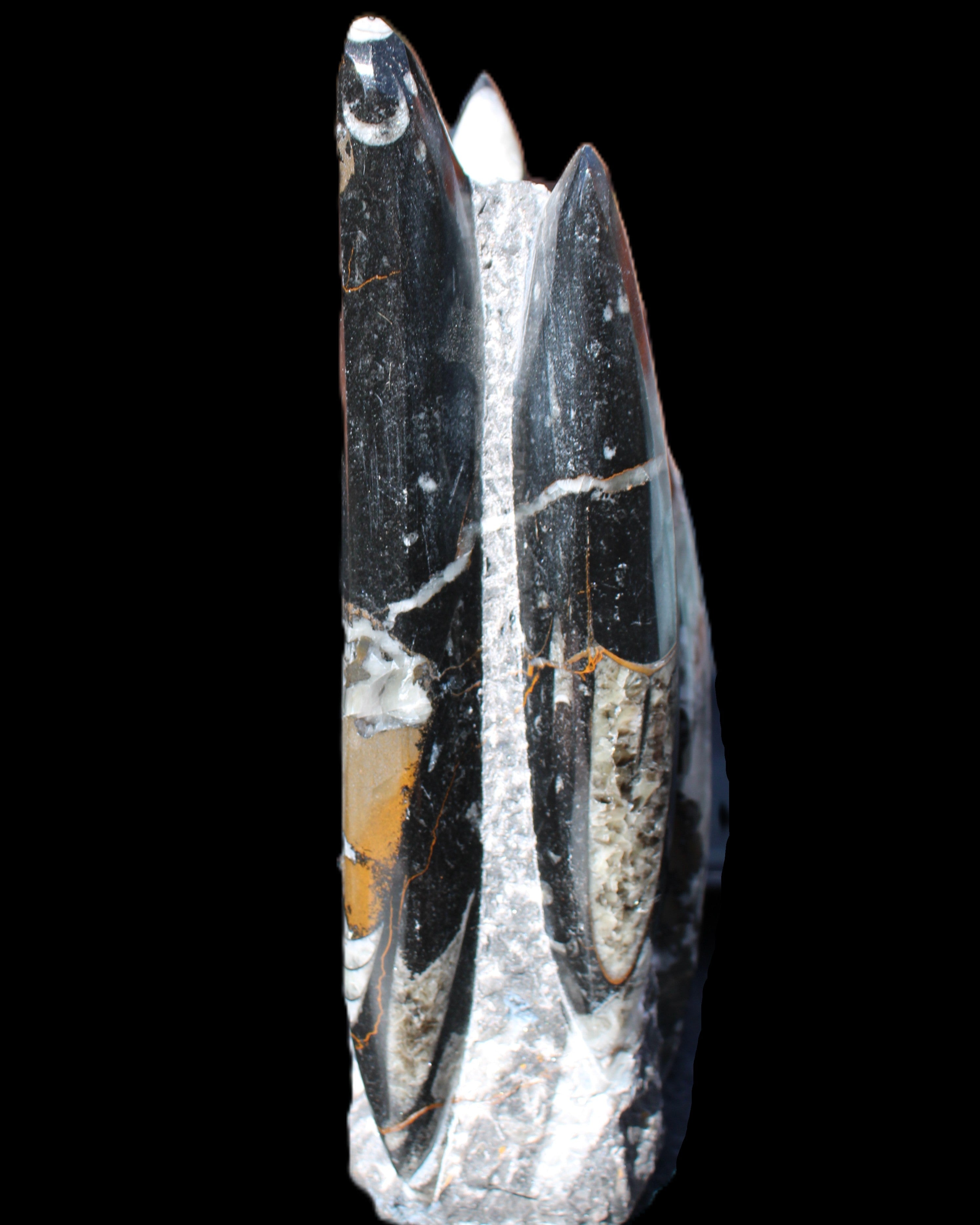 Orthoceras sculpture tower from Morocco 198*95mm 1582g in sunlight - Rocks and Things Store