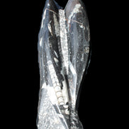 Orthoceras sculpture tower from Morocco 229*80mm 2313g in sunlight - Rocks and Things Store