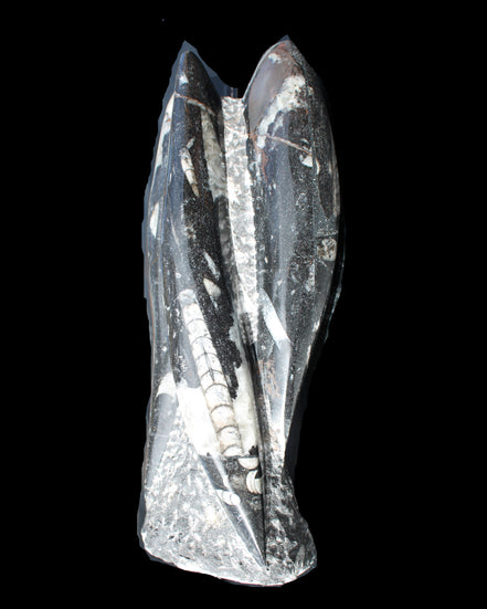 Orthoceras sculpture tower from Morocco 229*80mm 2313g in sunlight - Rocks and Things Store