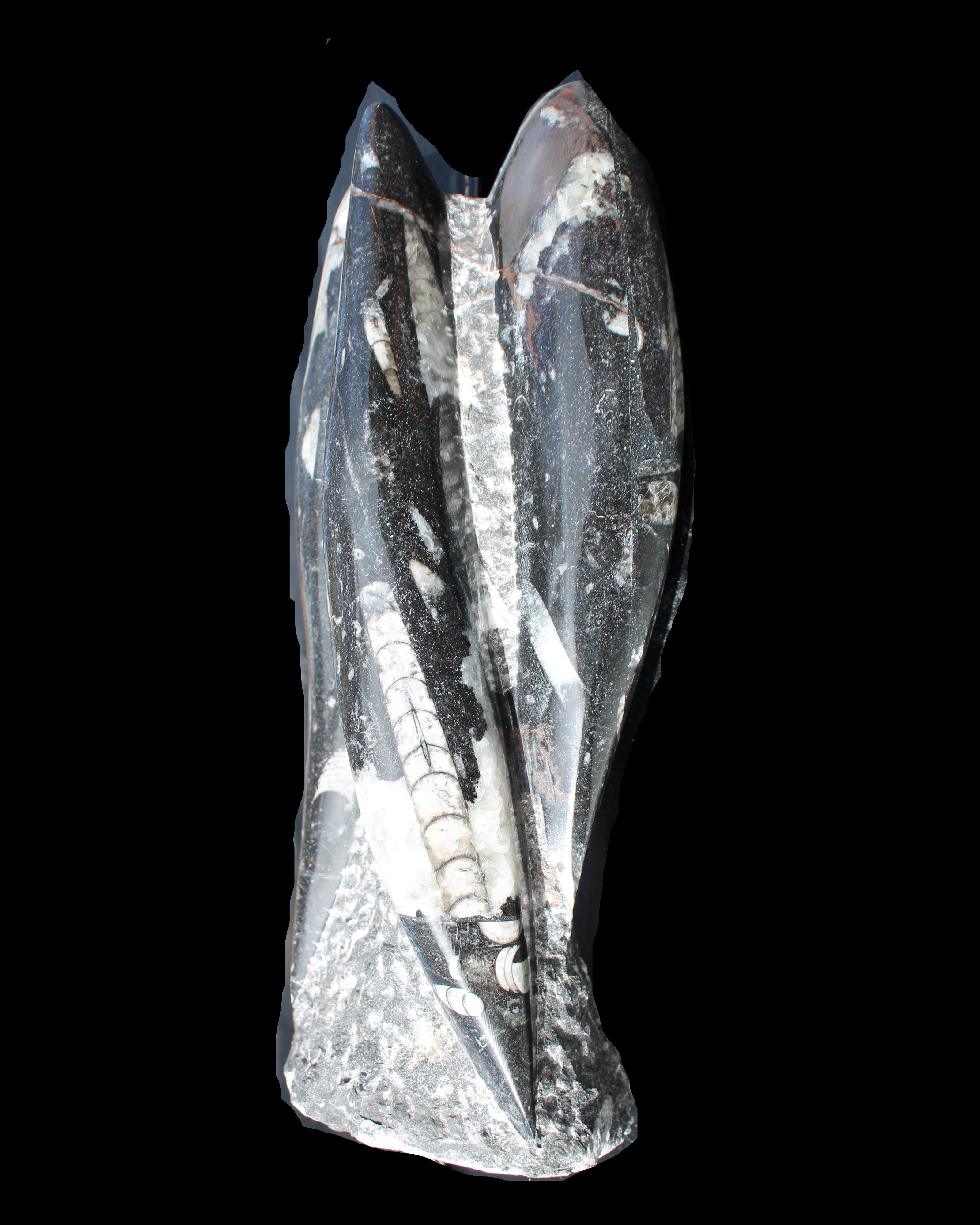 Orthoceras sculpture tower from Morocco 229*80mm 2313g in sunlight - Rocks and Things Store