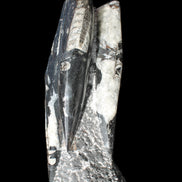 Orthoceras sculpture tower from Morocco 229*80mm 2313g in sunlight - Rocks and Things Store