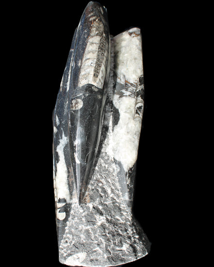 Orthoceras sculpture tower from Morocco 229*80mm 2313g in sunlight - Rocks and Things Store