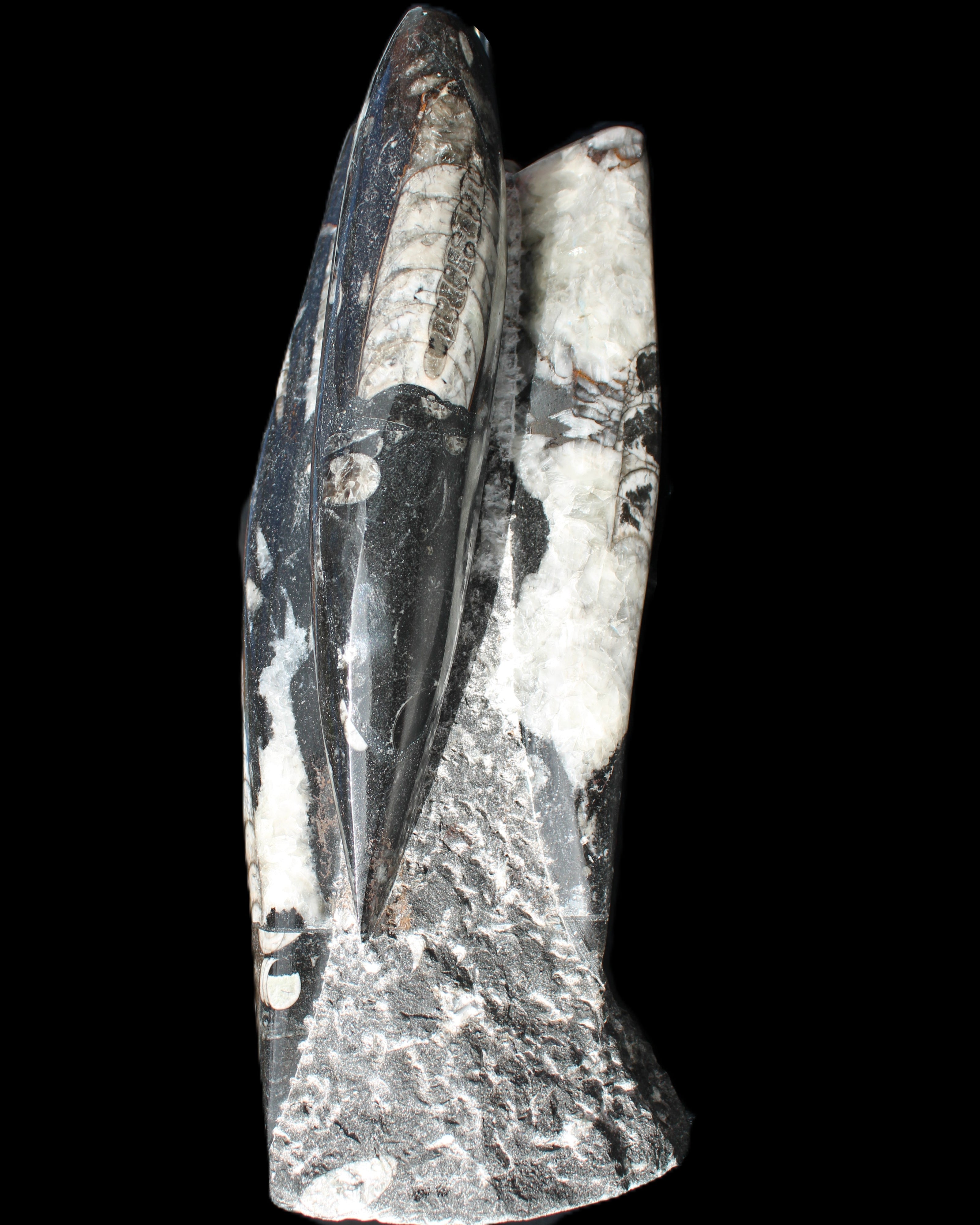 Orthoceras sculpture tower from Morocco 229*80mm 2313g in sunlight - Rocks and Things Store