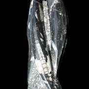 Orthoceras sculpture tower from Morocco 229*80mm 2313g in sunlight - Rocks and Things Store