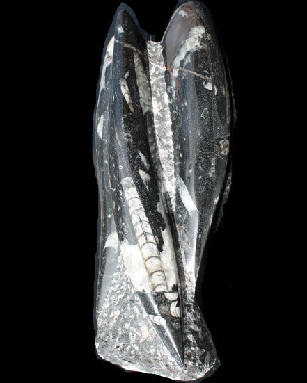 Orthoceras sculpture tower from Morocco 229*80mm 2313g in sunlight - Rocks and Things Store