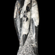 Orthoceras sculpture tower from Morocco 229*80mm 2313g in sunlight - Rocks and Things Store