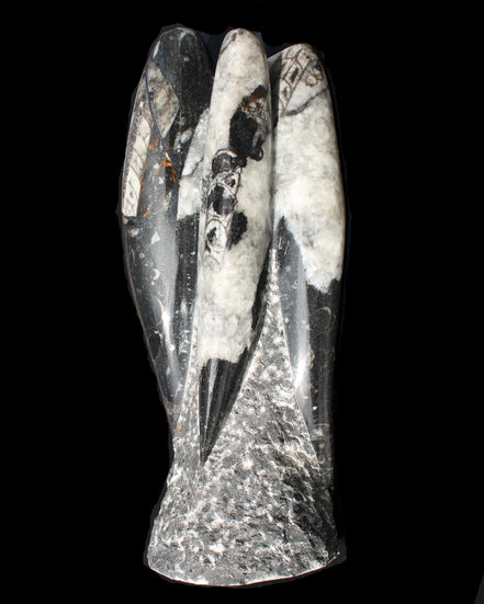 Orthoceras sculpture tower from Morocco 229*80mm 2313g in sunlight - Rocks and Things Store