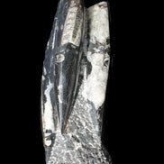 Orthoceras sculpture tower from Morocco 229*80mm 2313g in sunlight - Rocks and Things Store