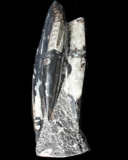 Orthoceras sculpture tower from Morocco 229*80mm 2313g in sunlight - Rocks and Things Store