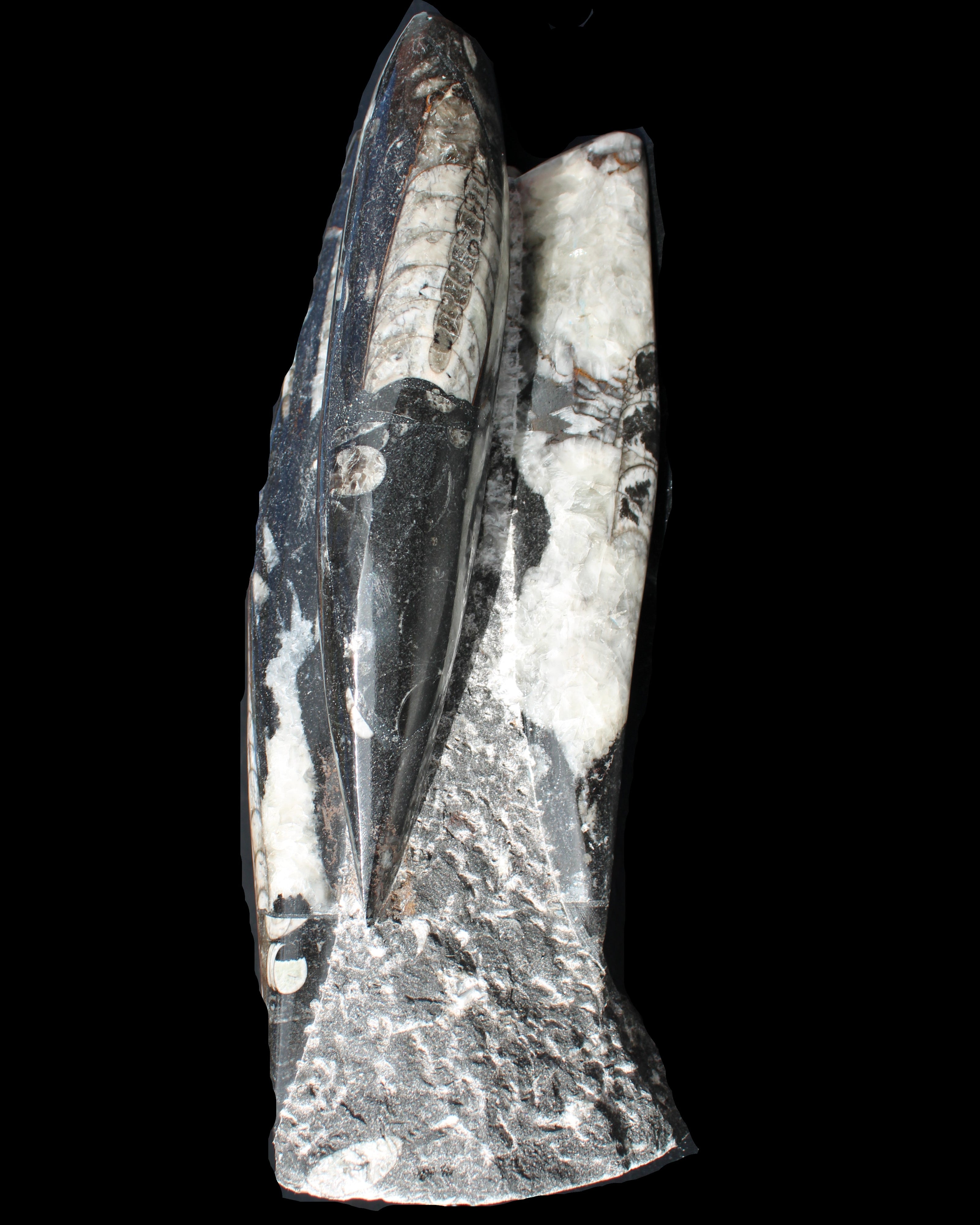 Orthoceras sculpture tower from Morocco 229*80mm 2313g in sunlight - Rocks and Things Store