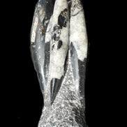 Orthoceras sculpture tower from Morocco 229*80mm 2313g in sunlight - Rocks and Things Store