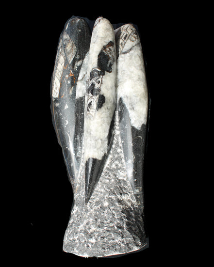 Orthoceras sculpture tower from Morocco 229*80mm 2313g in sunlight - Rocks and Things Store