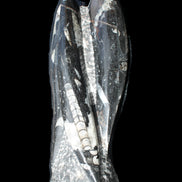 Orthoceras sculpture tower from Morocco 229*80mm 2313g in sunlight - Rocks and Things Store