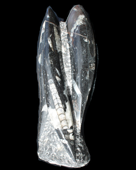 Orthoceras sculpture tower from Morocco 229*80mm 2313g in sunlight - Rocks and Things Store