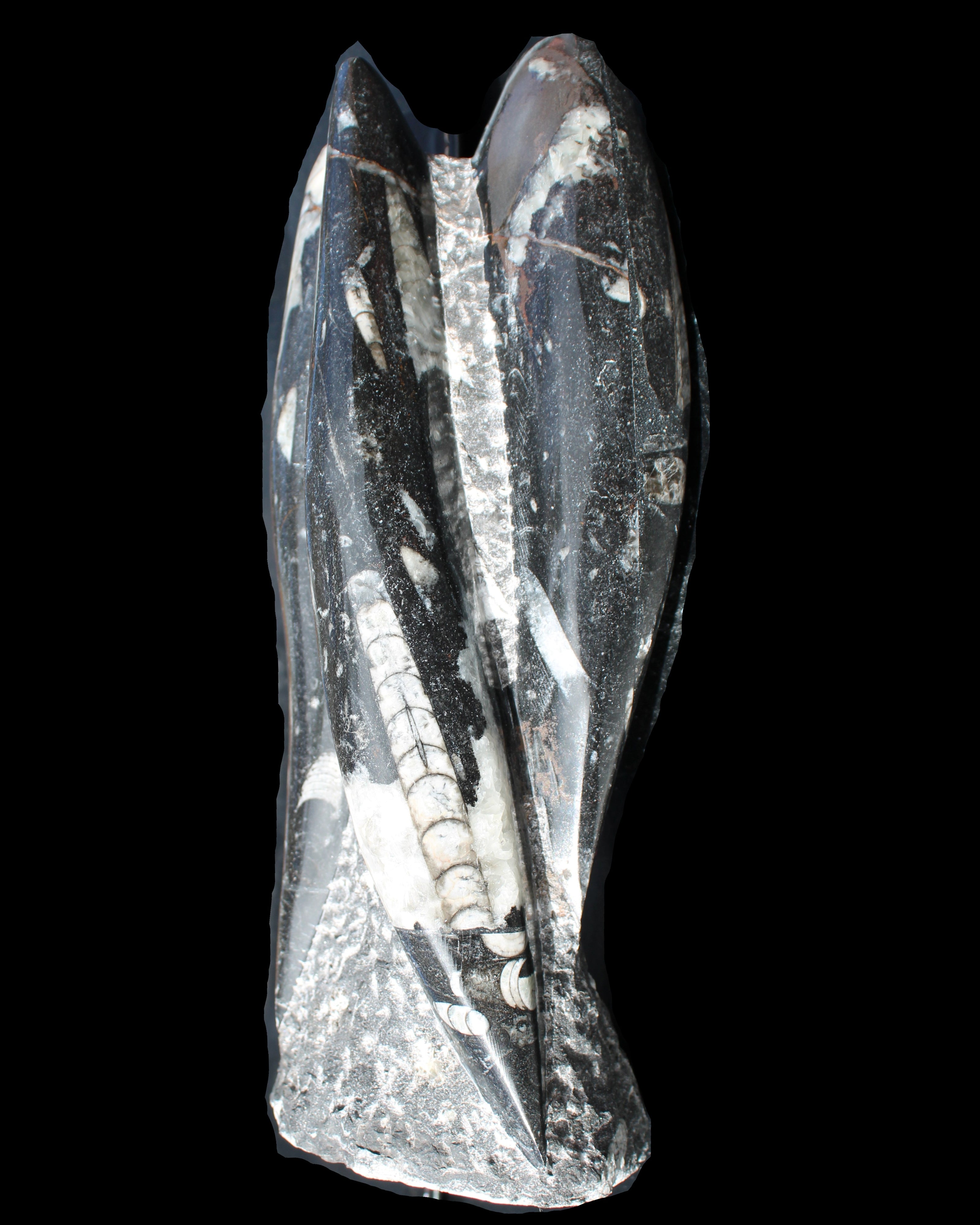 Orthoceras sculpture tower from Morocco 229*80mm 2313g in sunlight - Rocks and Things Store