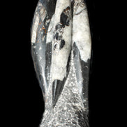 Orthoceras sculpture tower from Morocco 229*80mm 2313g in sunlight - Rocks and Things Store