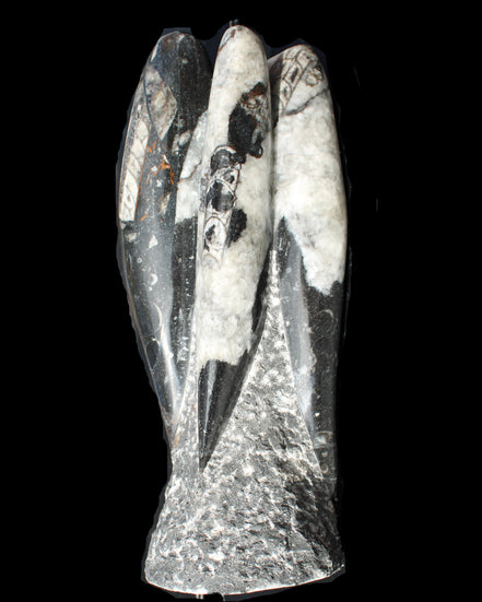 Orthoceras sculpture tower from Morocco 229*80mm 2313g in sunlight - Rocks and Things Store