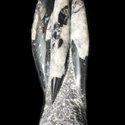 Orthoceras sculpture tower from Morocco 229*80mm 2313g in sunlight - Rocks and Things Store