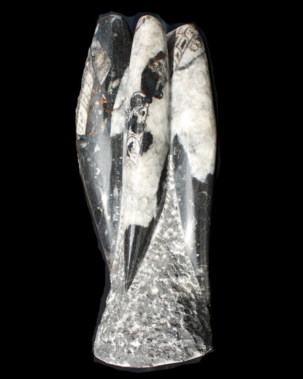 Orthoceras sculpture tower from Morocco 229*80mm 2313g in sunlight - Rocks and Things Store