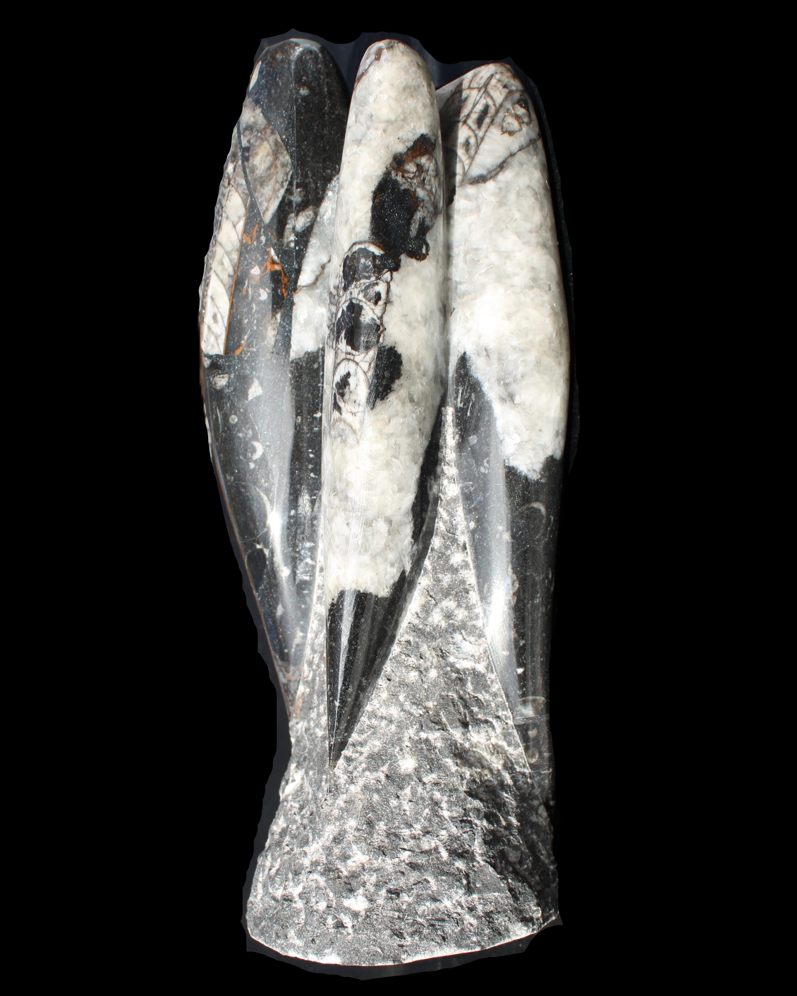 Orthoceras sculpture tower from Morocco 229*80mm 2313g in sunlight - Rocks and Things Store