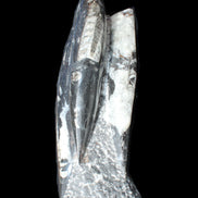 Orthoceras sculpture tower from Morocco 229*80mm 2313g in sunlight - Rocks and Things Store