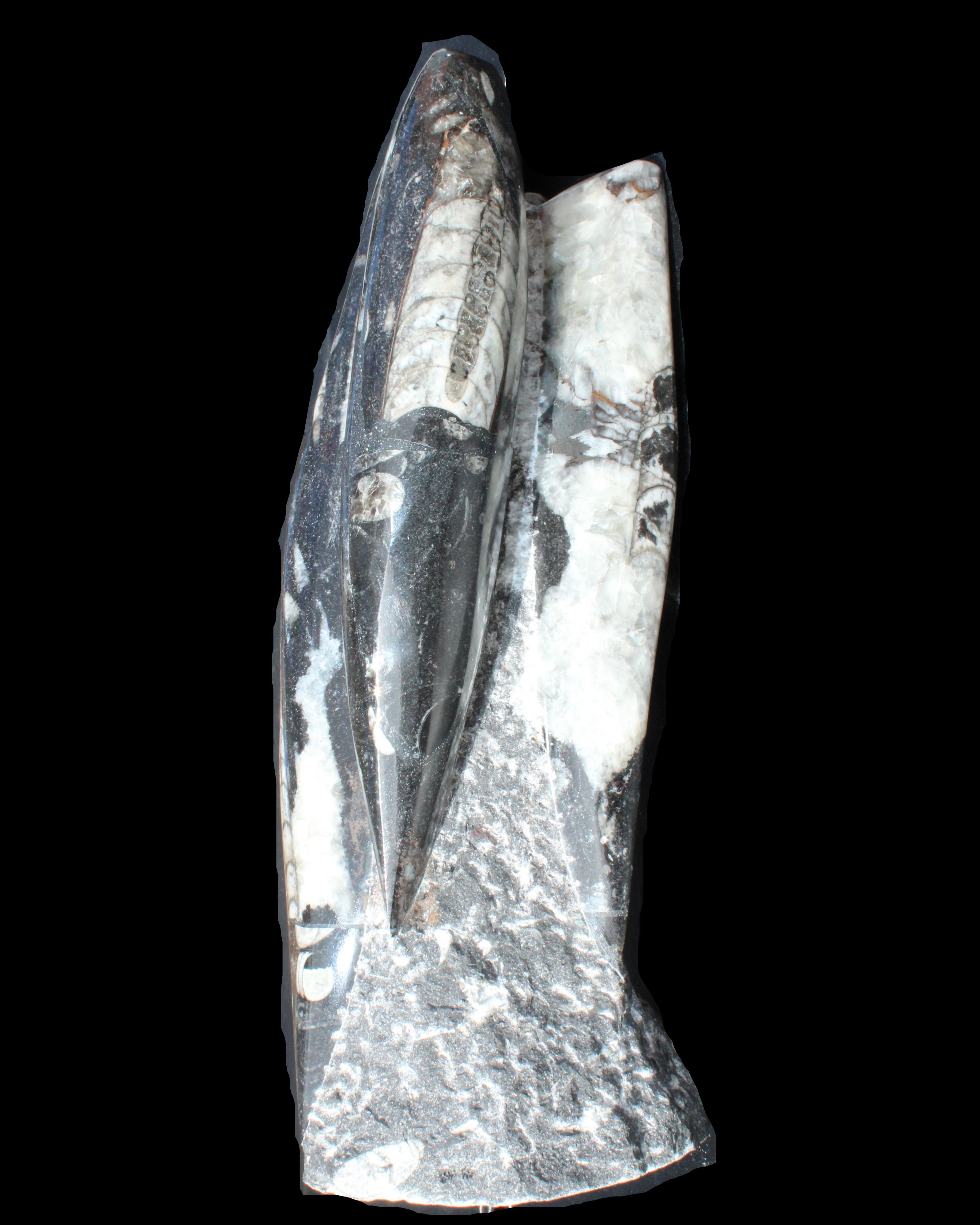 Orthoceras sculpture tower from Morocco 229*80mm 2313g in sunlight - Rocks and Things Store