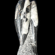 Orthoceras sculpture tower from Morocco 229*80mm 2313g in sunlight - Rocks and Things Store