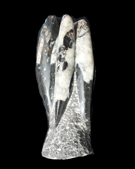 Orthoceras sculpture tower from Morocco 229*80mm 2313g in sunlight - Rocks and Things Store