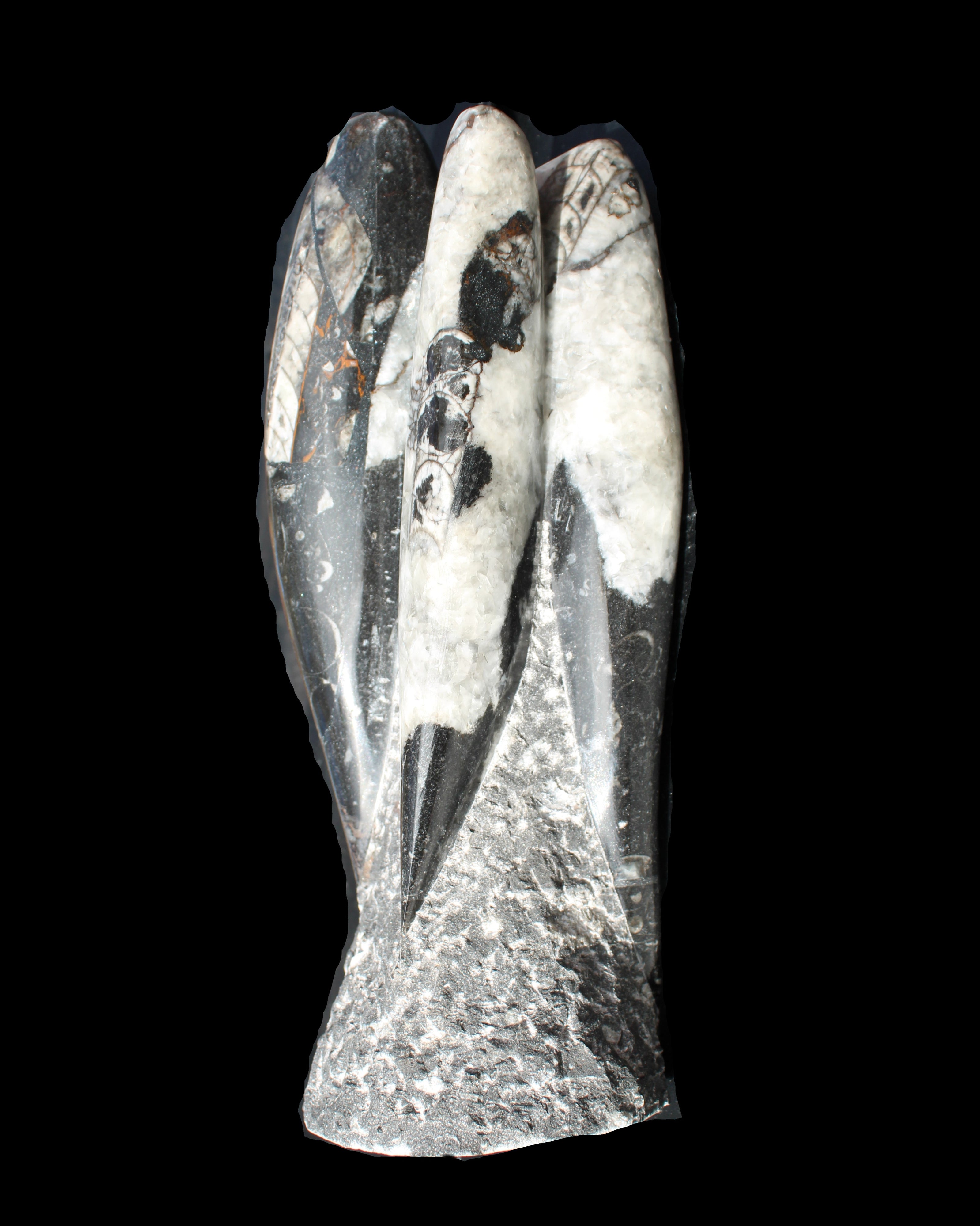 Orthoceras sculpture tower from Morocco 229*80mm 2313g in sunlight - Rocks and Things Store
