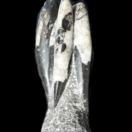 Orthoceras sculpture tower from Morocco 229*80mm 2313g in sunlight - Rocks and Things Store