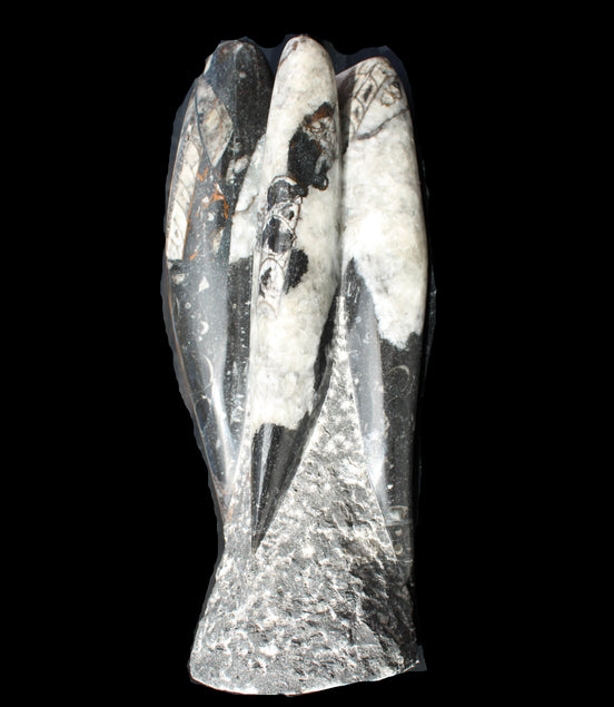 Orthoceras sculpture tower from Morocco 229*80mm 2313g in sunlight - Rocks and Things Store